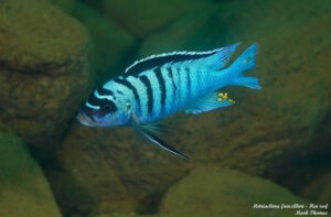 Metriaclima fainzilberi 'Hai Reef'